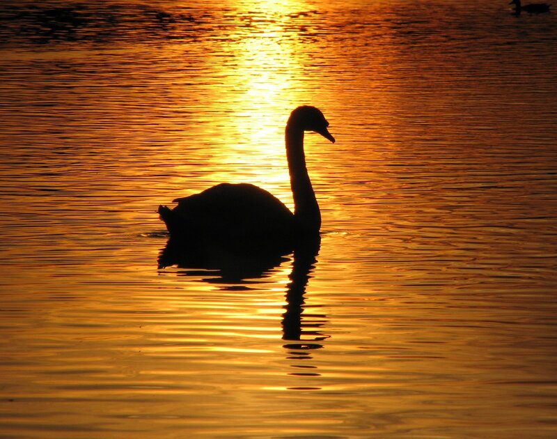Swan at sunset on water
