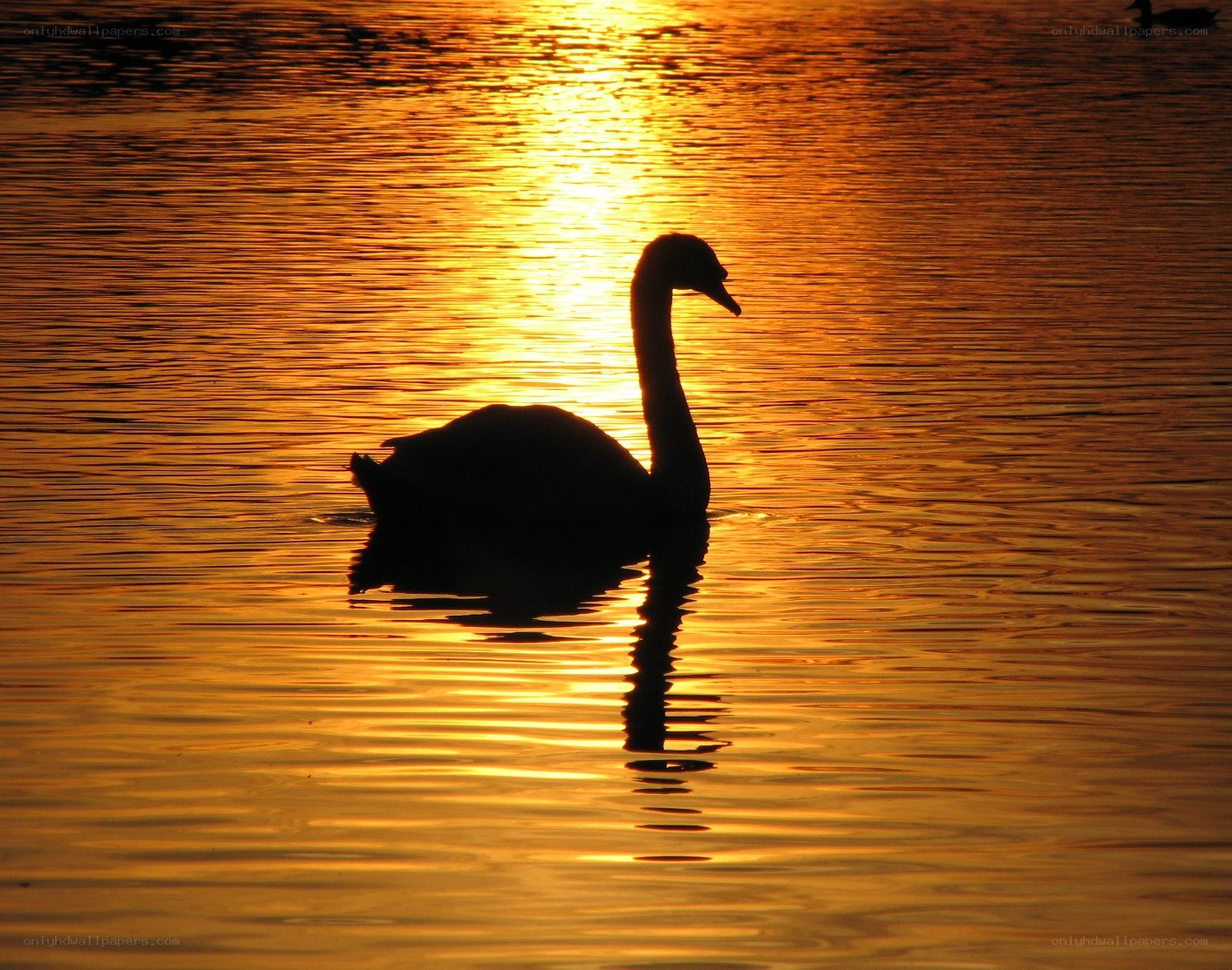 Swan at sunset on water
