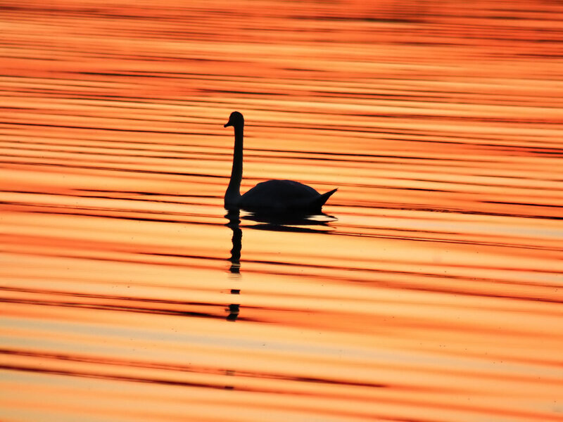 Swan at sunset on water