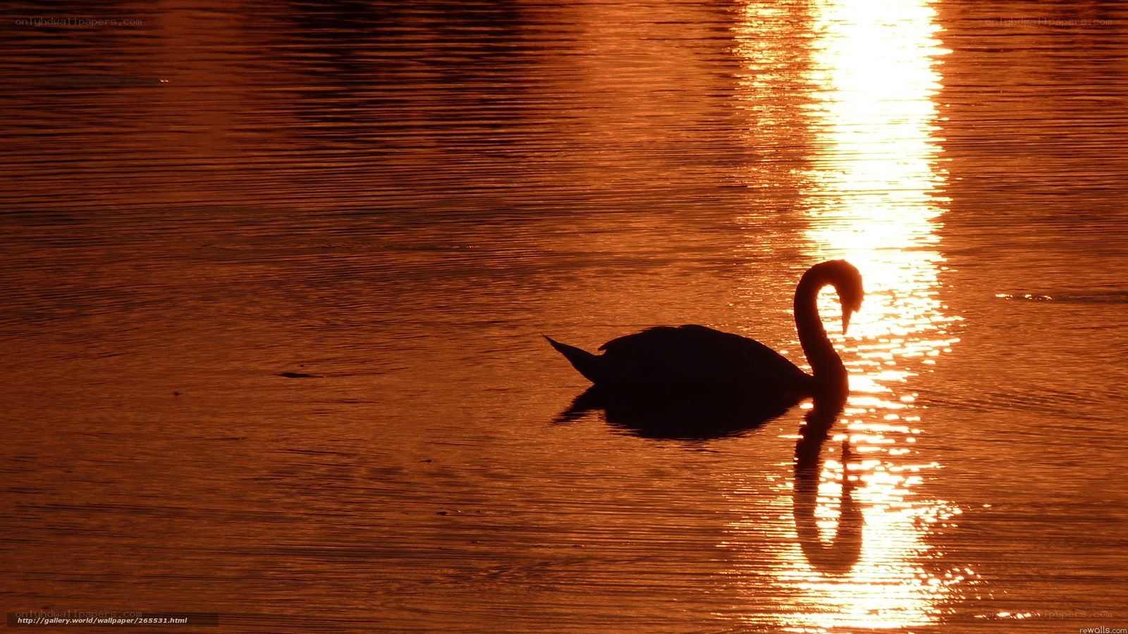 Swan at sunset on water