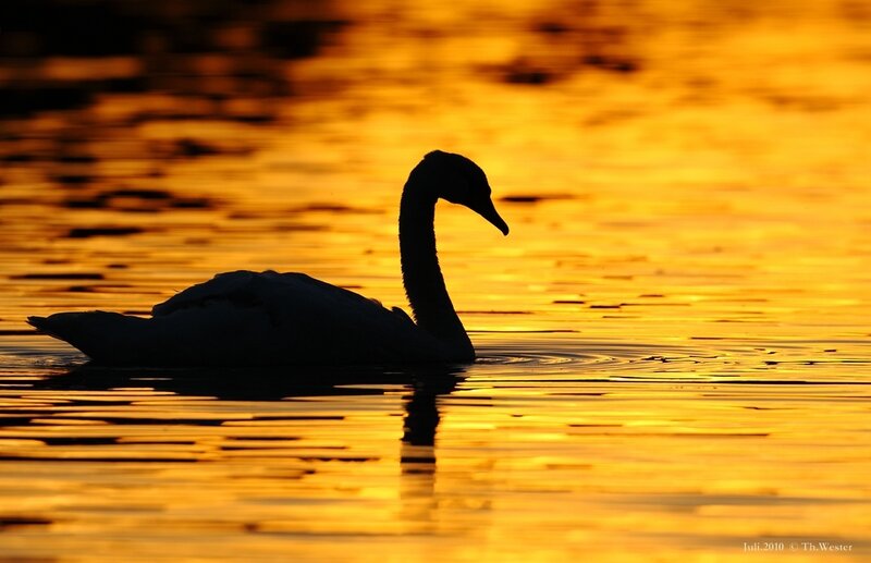 Swan at sunset
