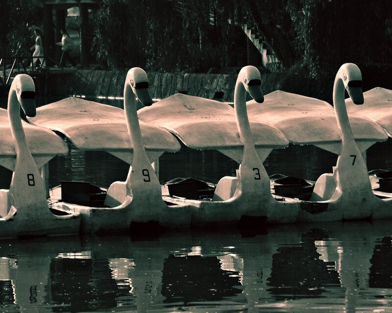 Swan boats on a lake