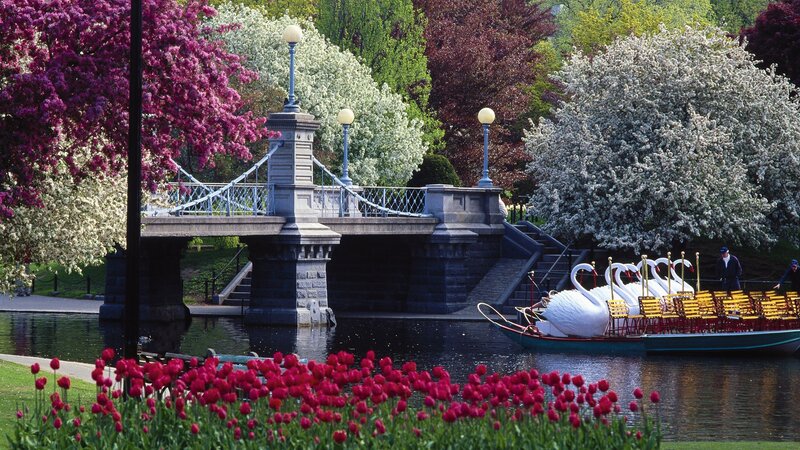 Swan boats on a spring day