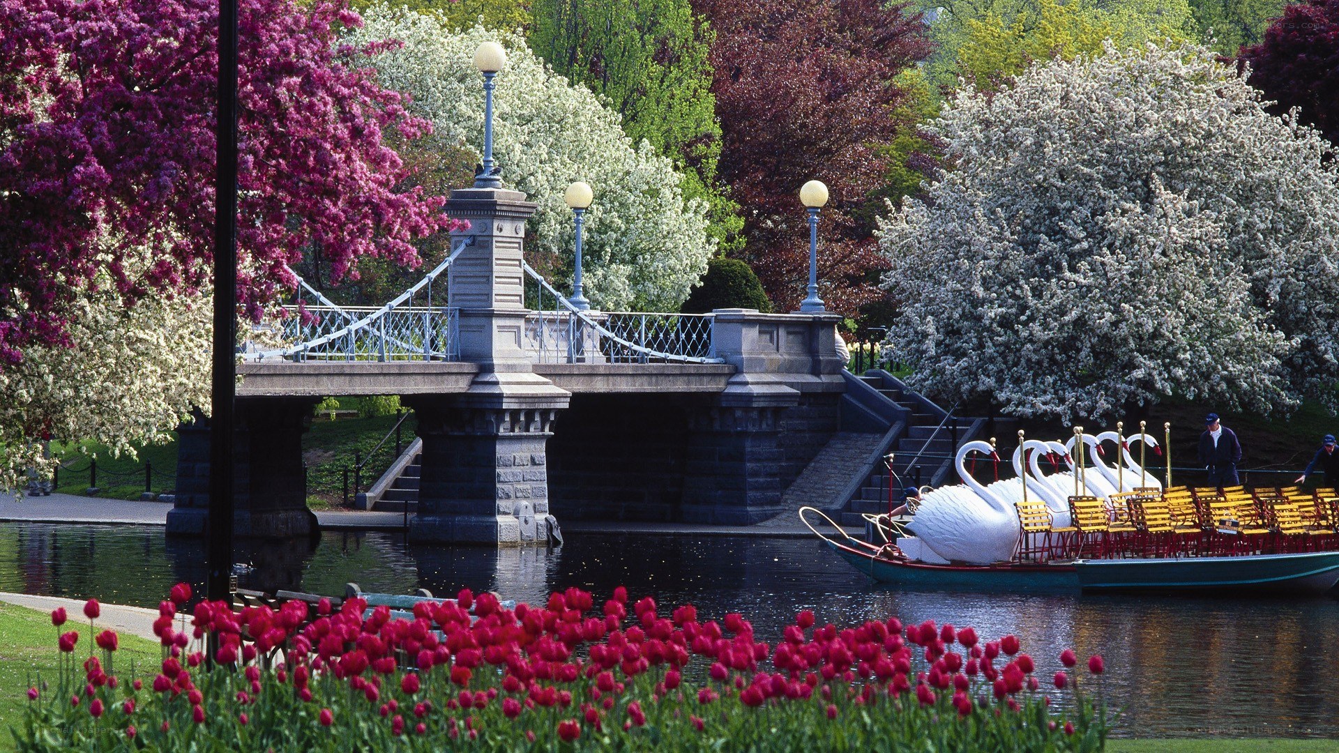 Swan boats on a spring day
