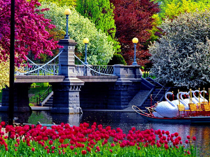 Swan Boats on Pond