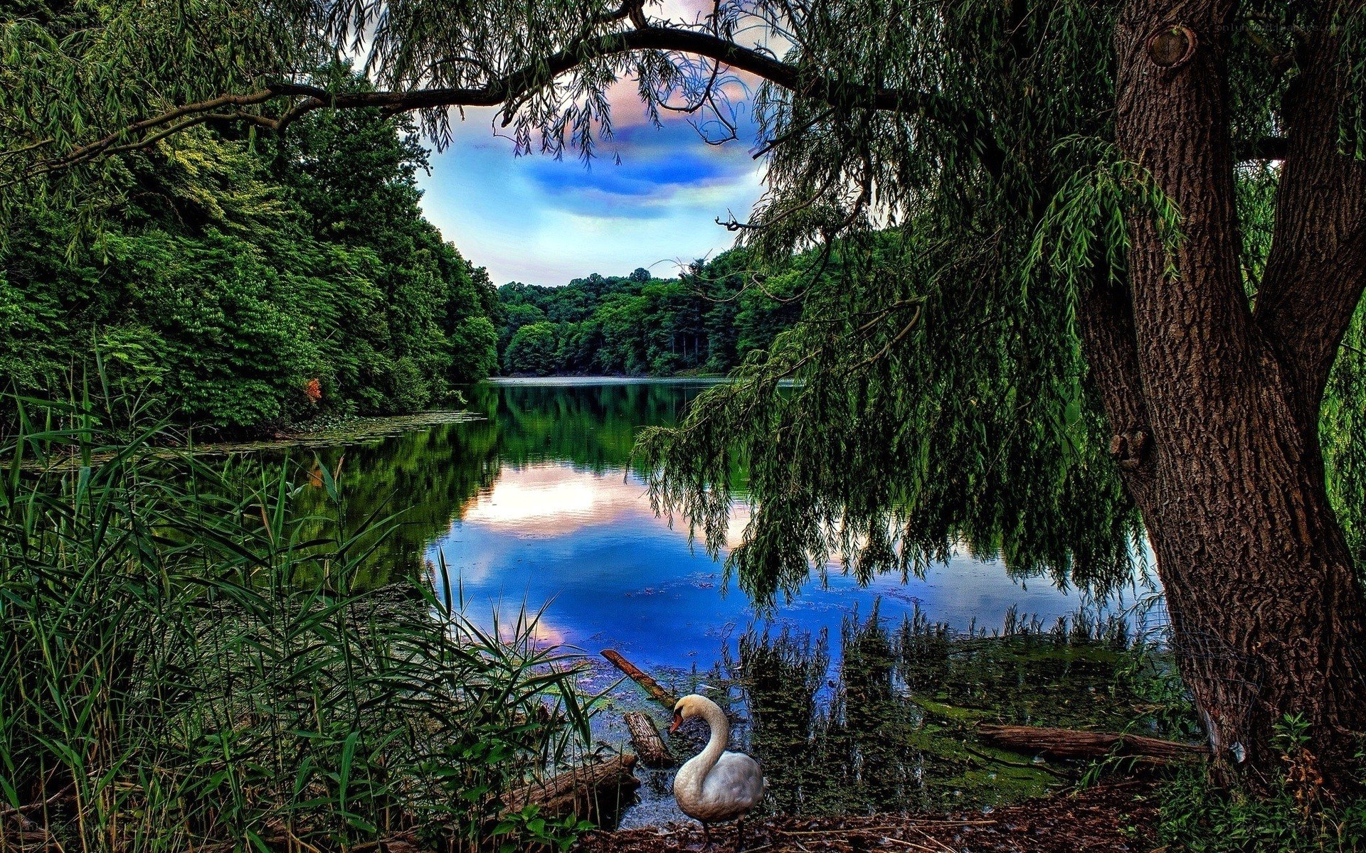 Swan by a tranquil lake