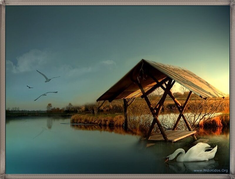 Swan by a wooden shelter