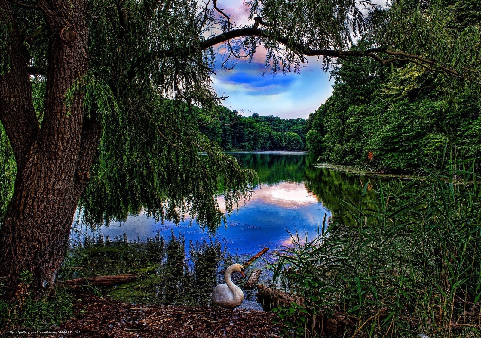 Swan by the lake at dusk