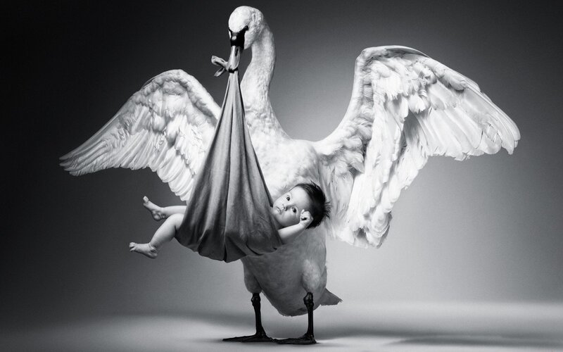 Swan Carrying Baby — Black, Dramatic, Photograph