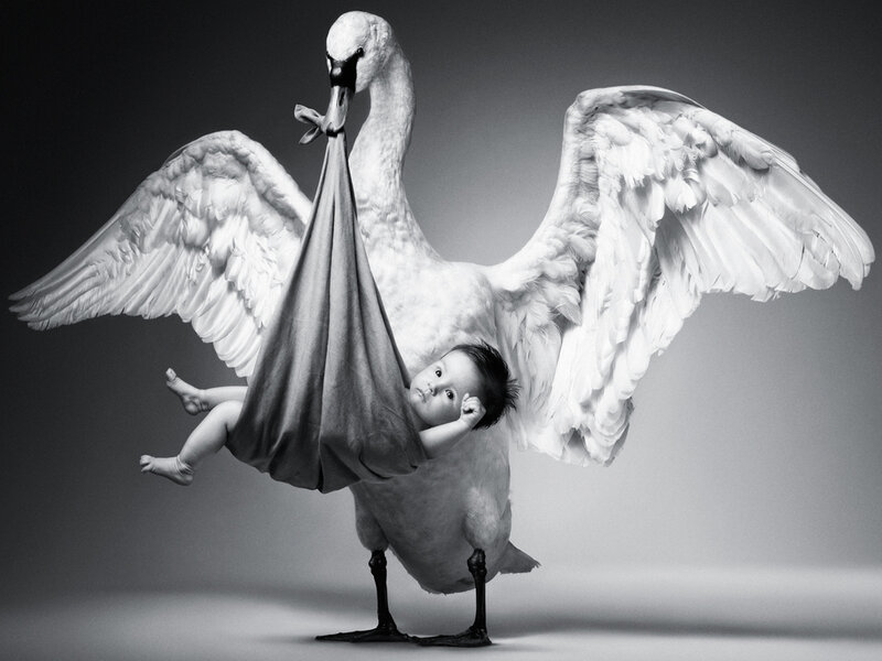 Swan Carrying Baby — Black, Dramatic