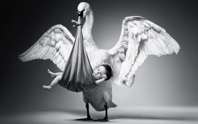 Swan Carrying Baby — Black