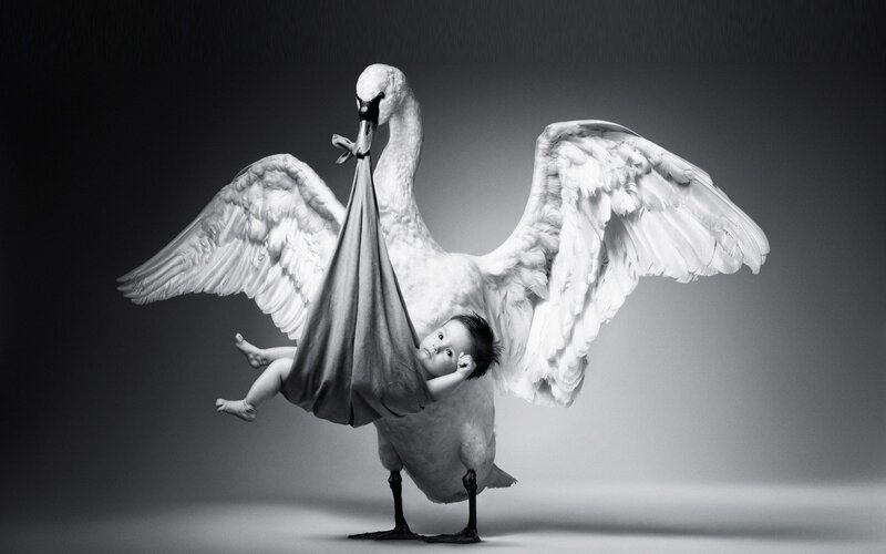 Swan carrying baby in sling