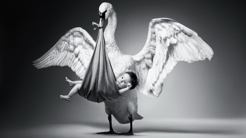 Swan carrying baby in sling