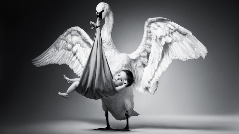 Swan carrying baby in sling