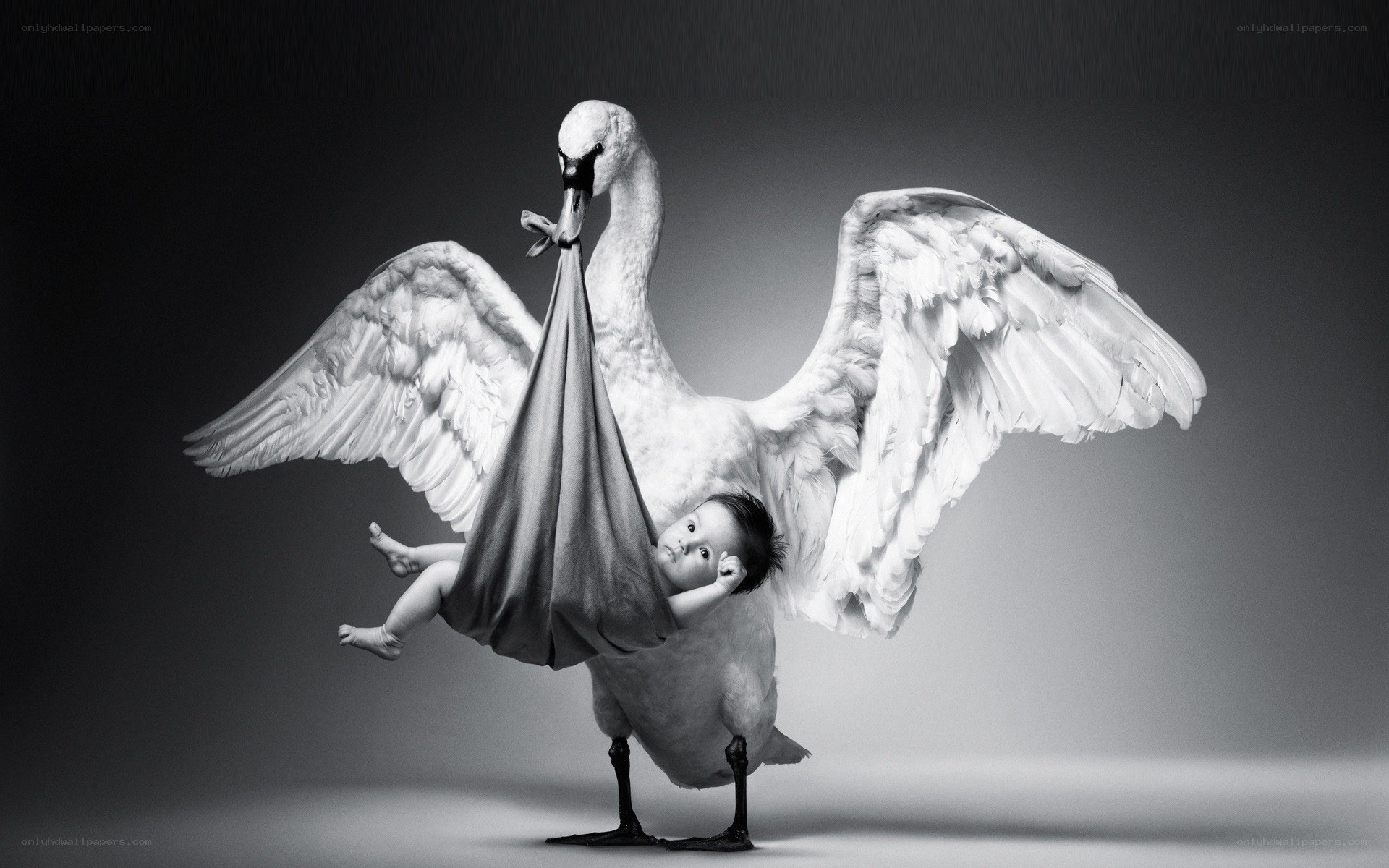 Swan carrying baby in sling