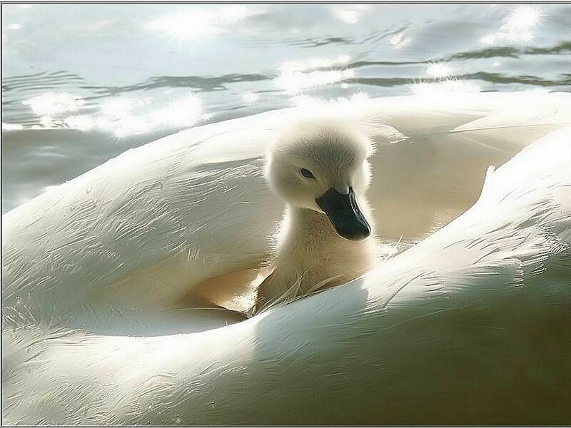 Swan chick nestled in feathers