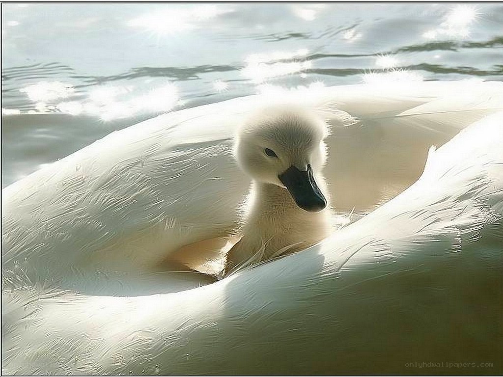 Swan chick nestled in feathers