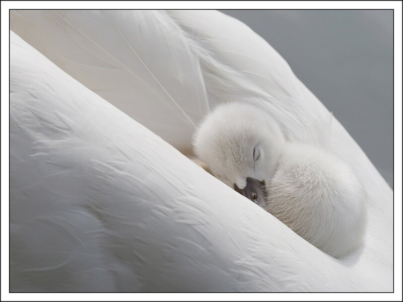 Swan chick sleeping