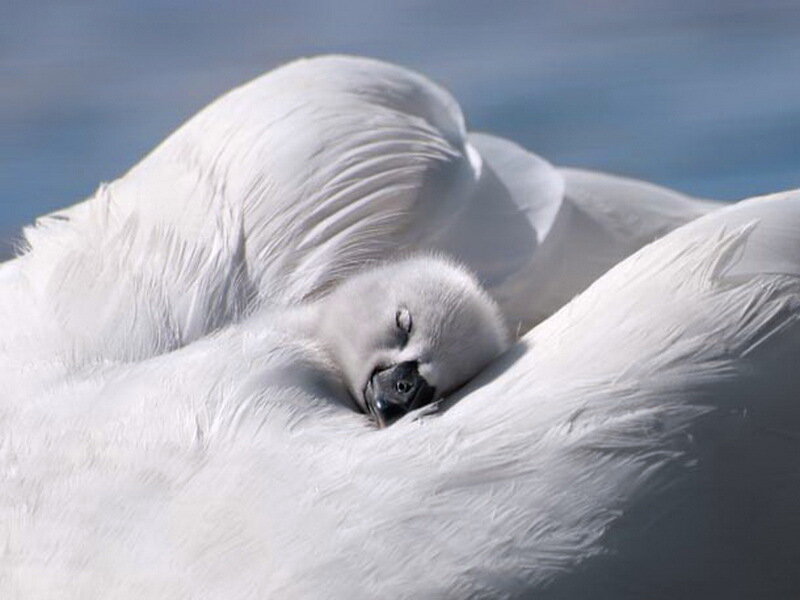 Swan Chick Sleeping — White
