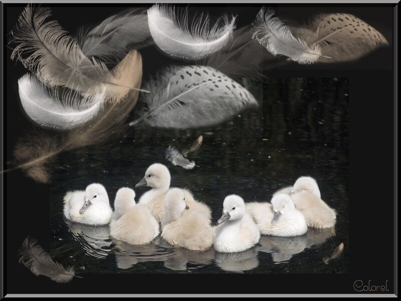 Swan chicks and floating feathers