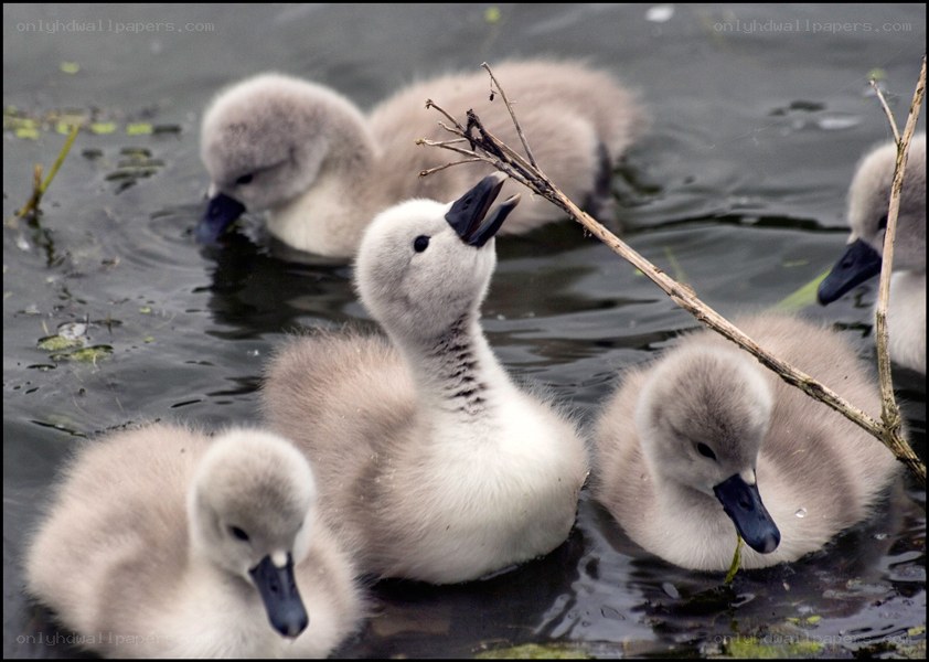 Swan chicks in the water