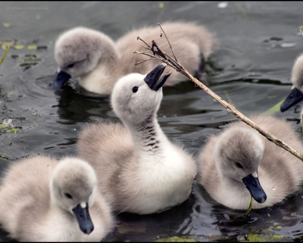Swan chicks in the water
