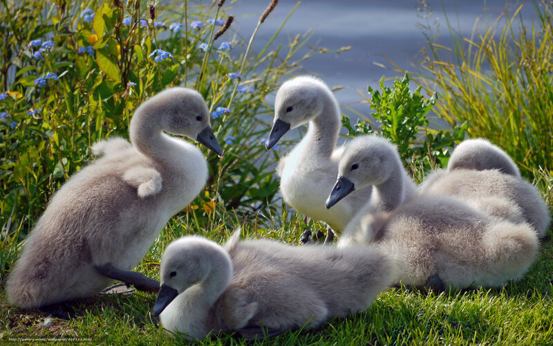 Swan chicks on grass