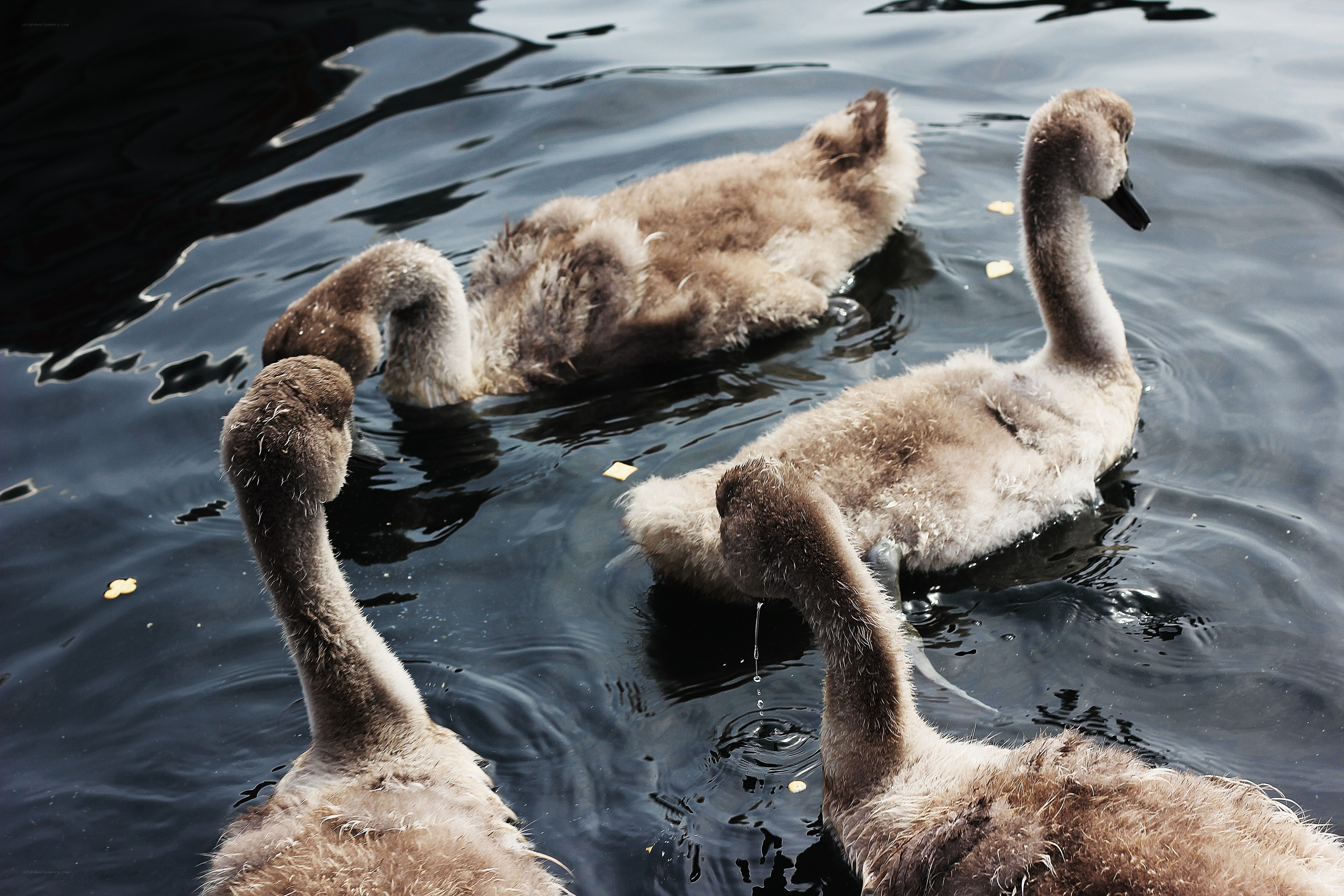 swan chicks swimming in water