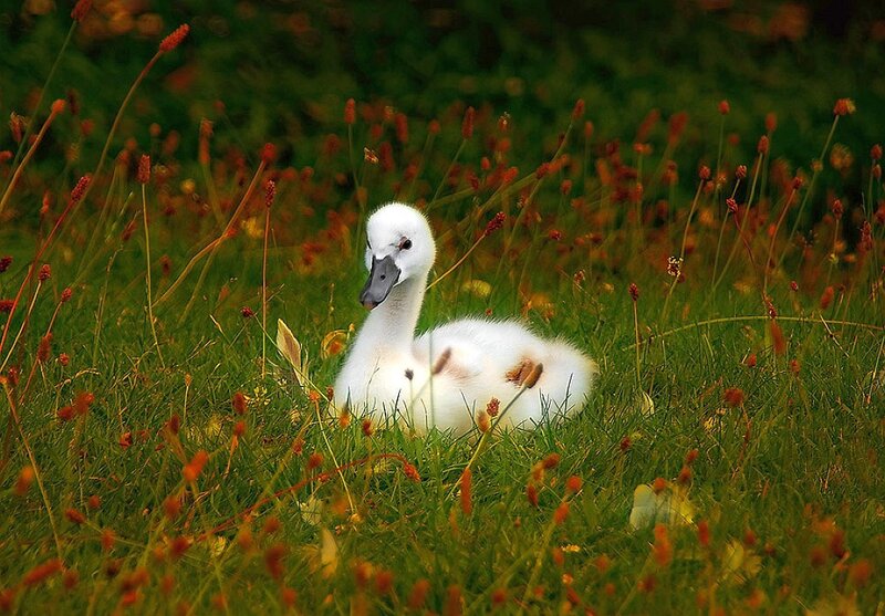 Swan cygnet in grass