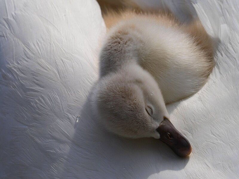 Swan Cygnet Sleeping