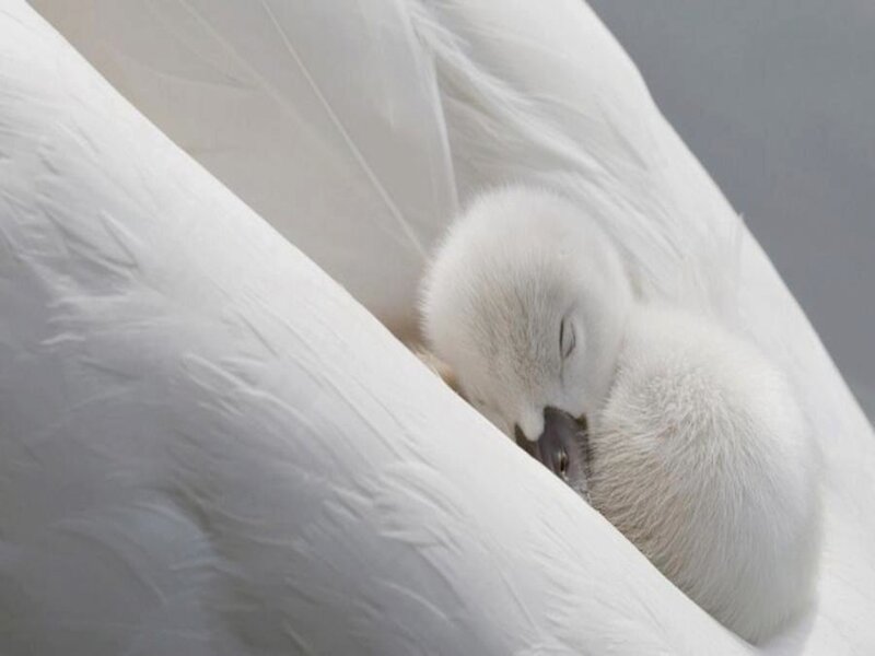 Swan Cygnet Sleeping — White