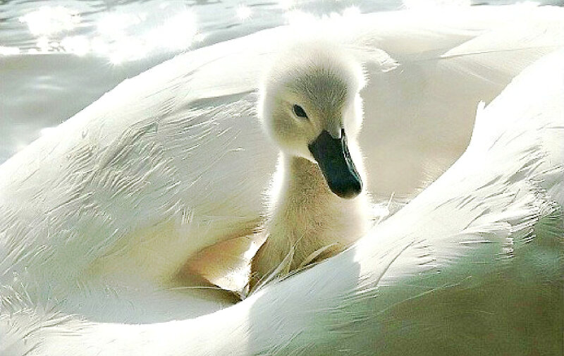 Swan Cygnet