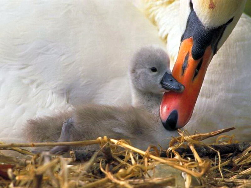 Swan Cygnet with Parent