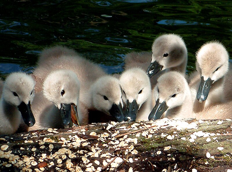 Swan Cygnets Eating