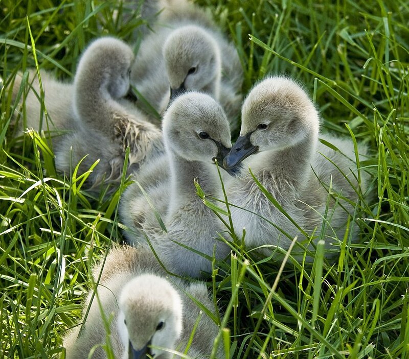 Swan Cygnets in Grass