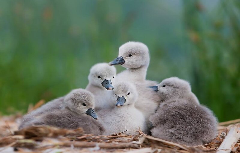 Swan Cygnets in Nest