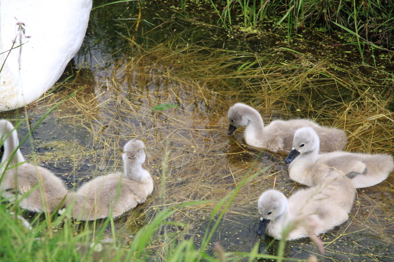 Swan Cygnets in Water — Gray