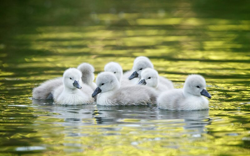 Swan Cygnets in Water — Green, Serene