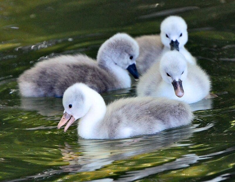 Swan Cygnets in Water — Green