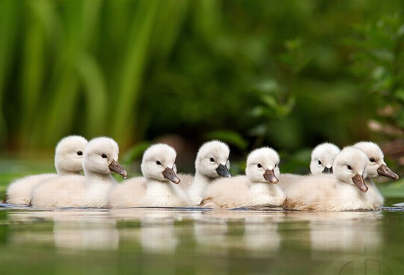 Swan Cygnets in Water