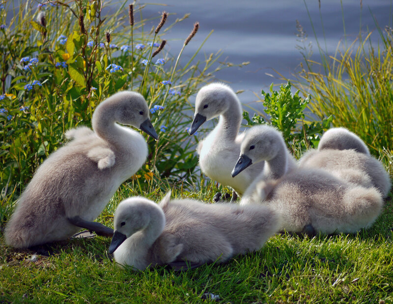 Swan Cygnets on Grass — Green, Serene