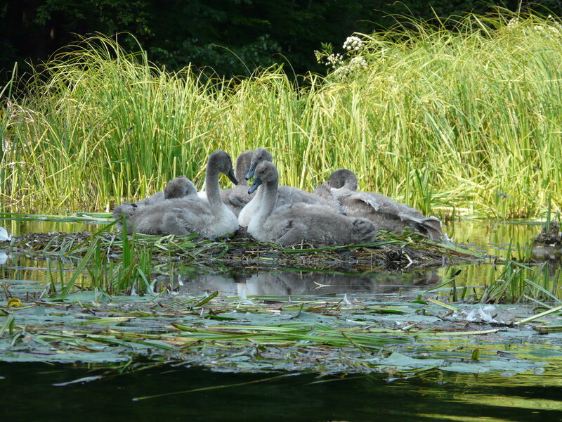 Swan Cygnets on Nest