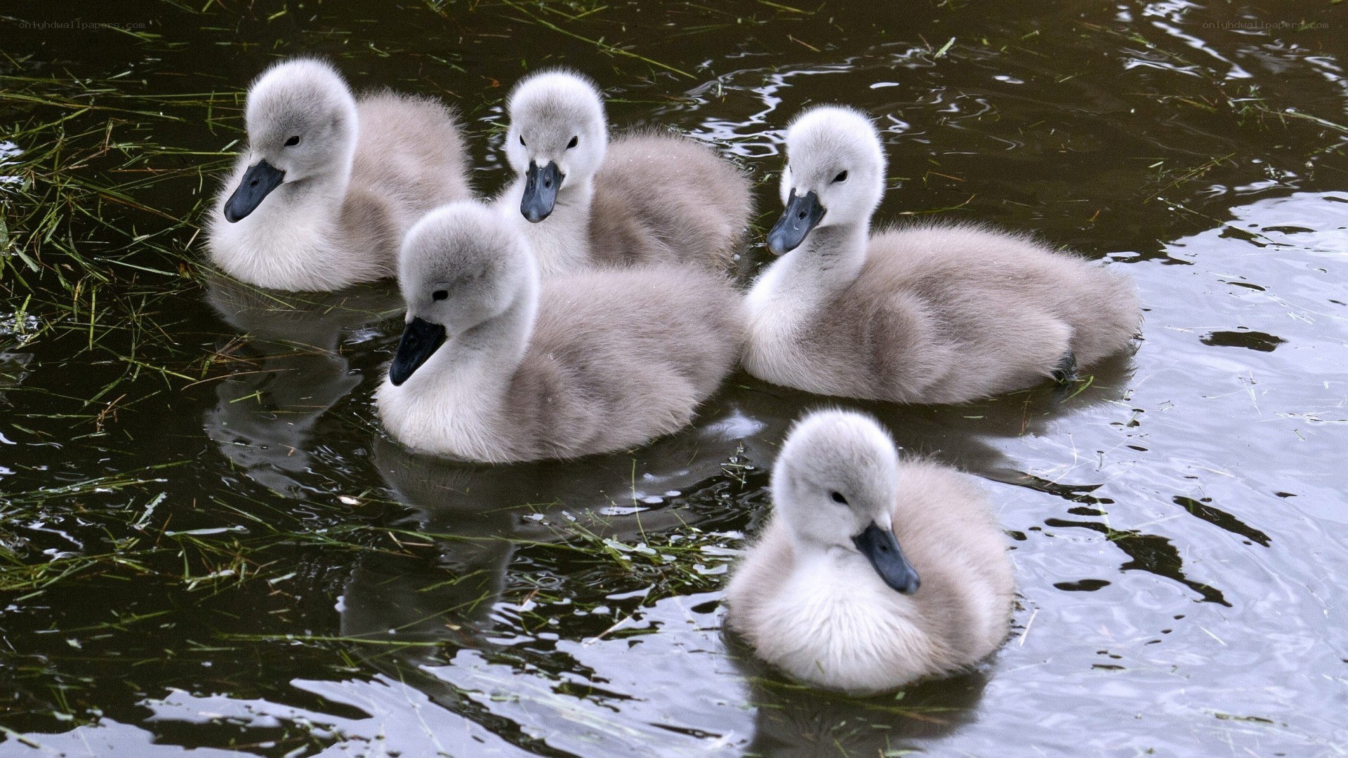 Swan cygnets swimming