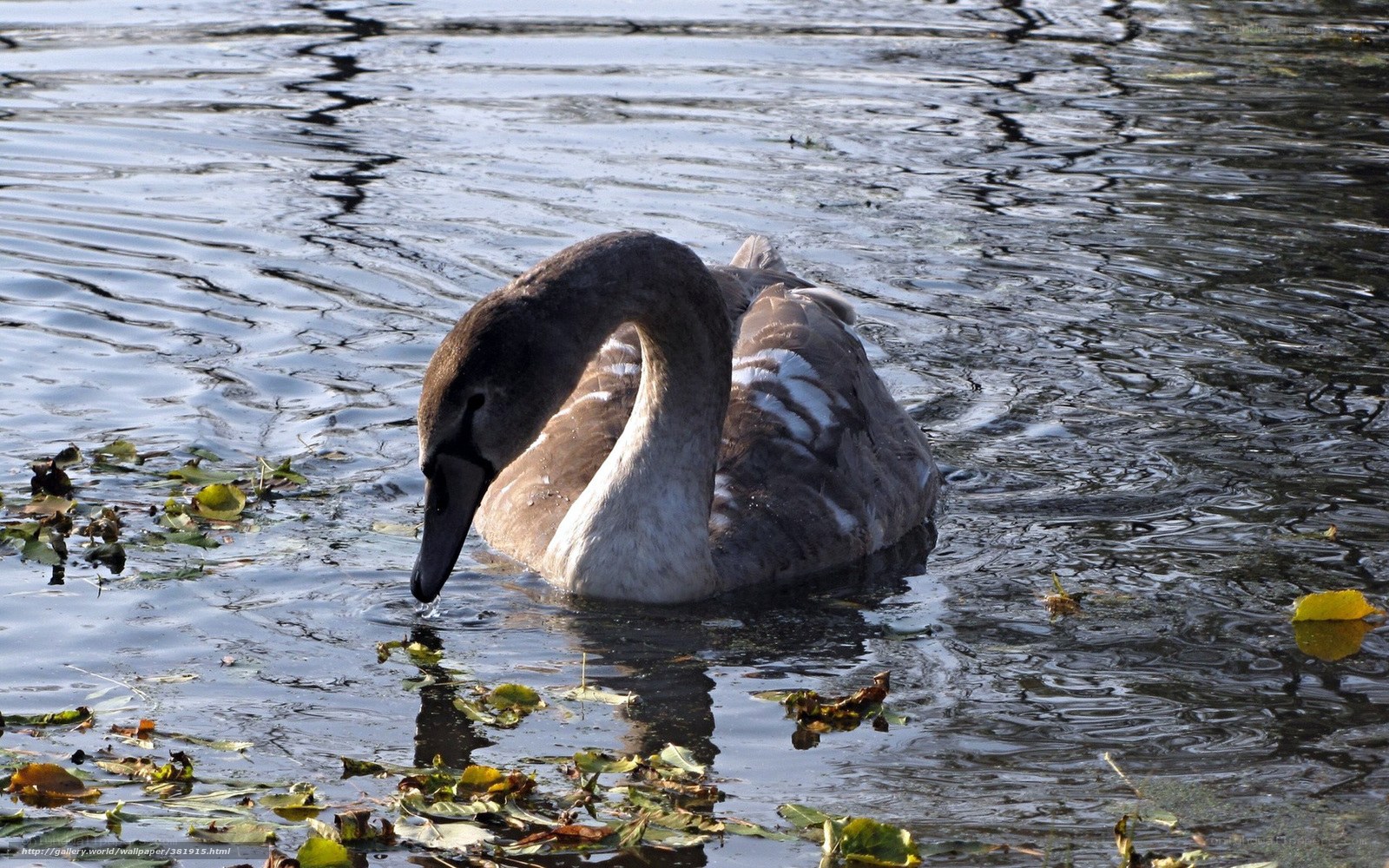 swan drinking from water