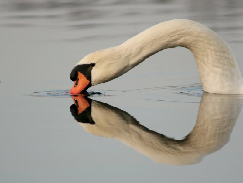 Swan drinking from water