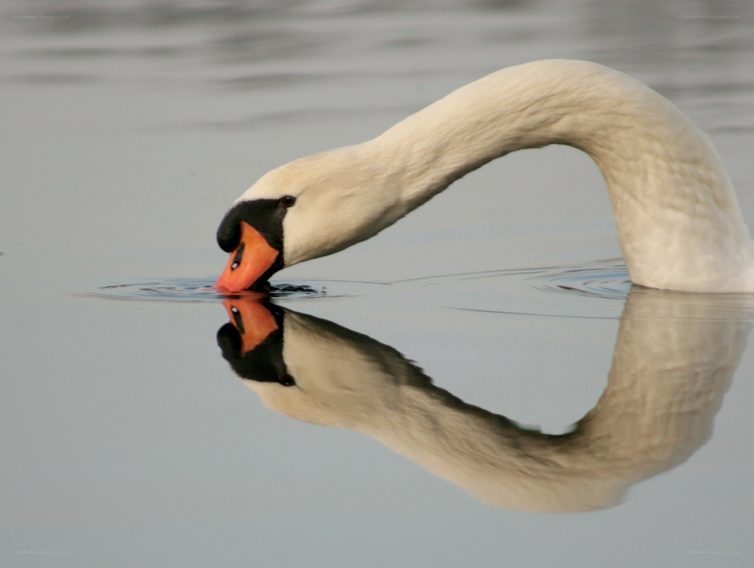 Swan drinking from water