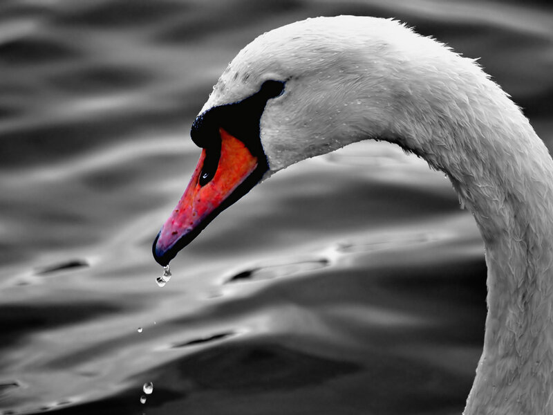 swan drinking water