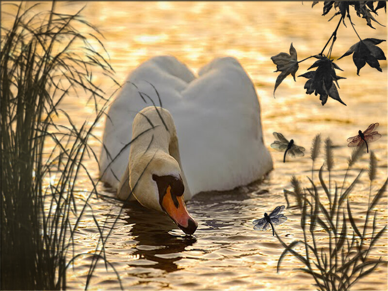 Swan Drinking Water — White