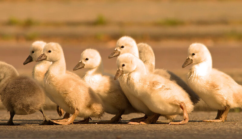 Swan Ducklings in Line