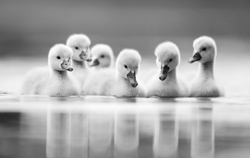 Swan Ducklings in Water